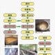 介紹燒酎生產流程